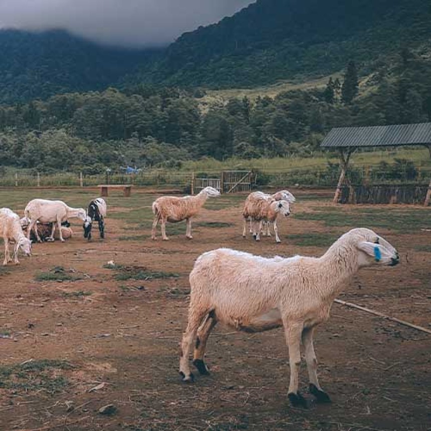 Idul Qurban, Momen untuk Mendekat Kepada-Nya