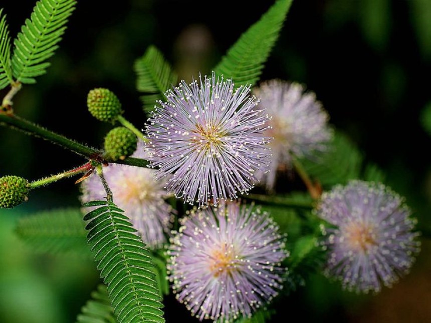 Mimosa Pudica