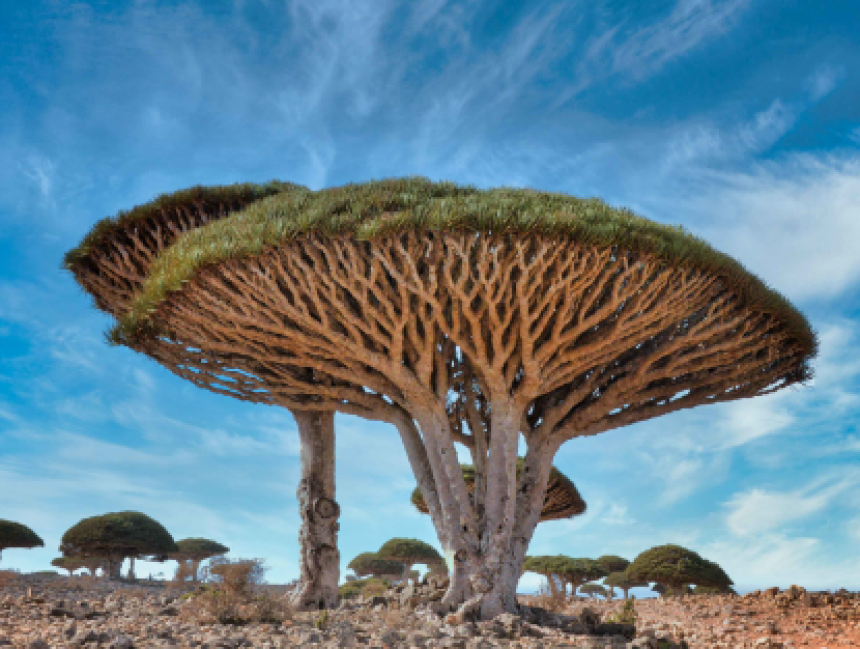 Dragon Blood Tree