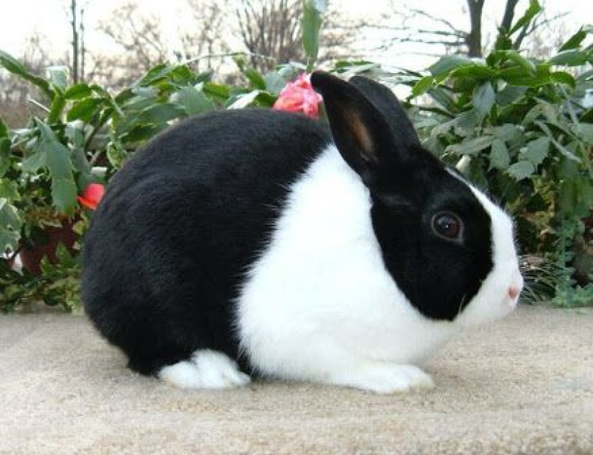 DUTCH RABBIT