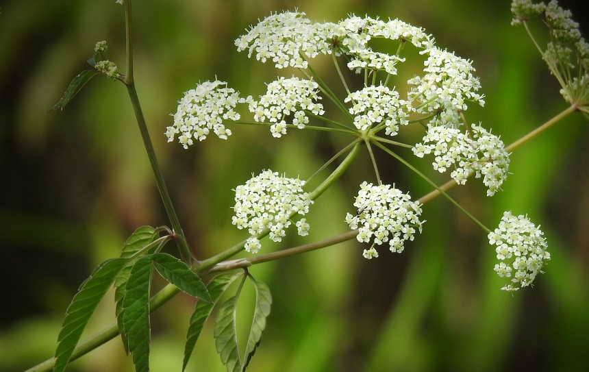 Water Hemlock