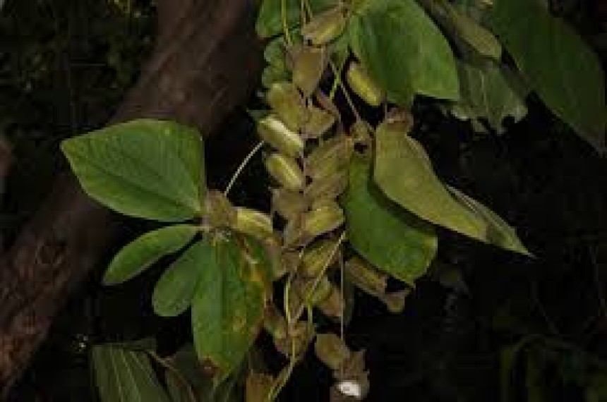 Dioscorea Hispida