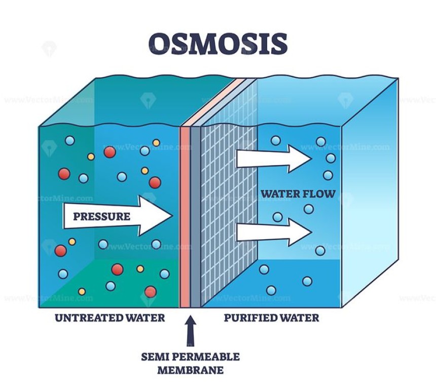 Osmosis in the Kitchen: How Salt and Sugar Affect Food Preservation