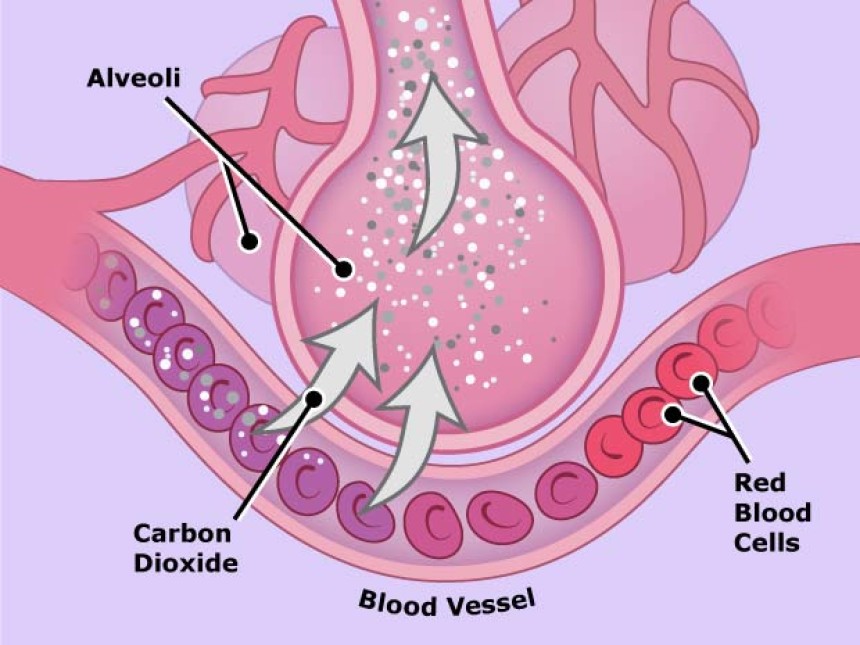 The Role of Diffusion in Everyday Life: From Breathing to Cooking