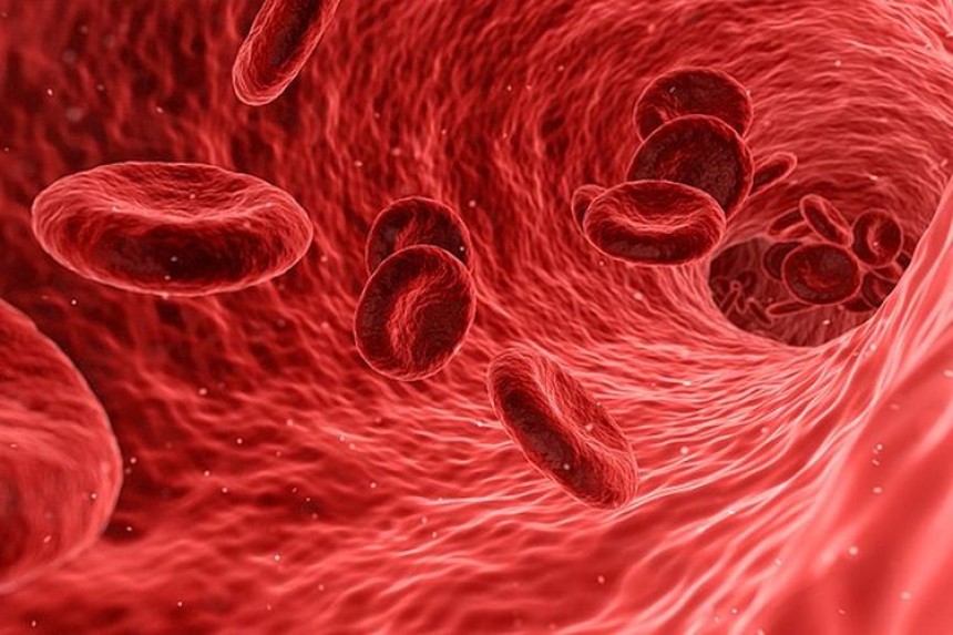 Sel Darah Merah Tidak Punya Nukleus?!