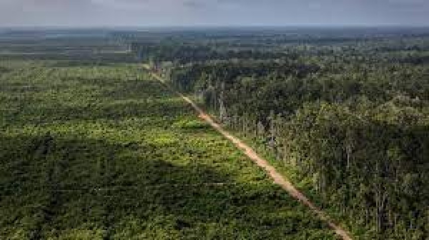 Lindungi hutan kita