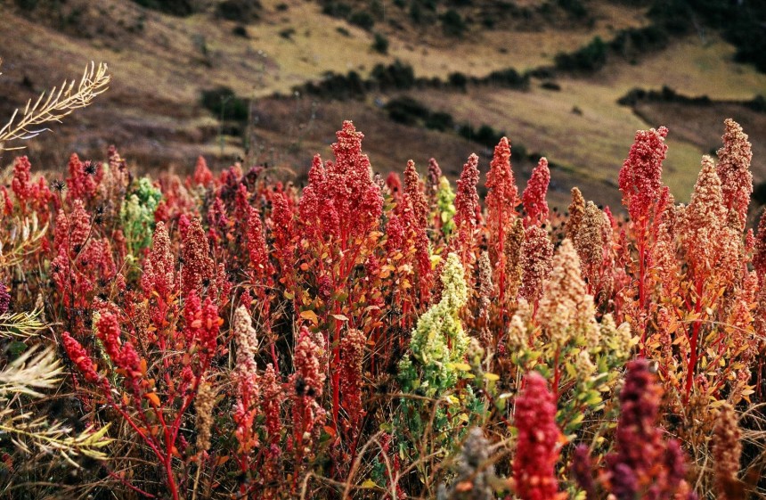 Gambar 1. Chenopodium quinoa Willd https://www.feedipedia.org/node/229