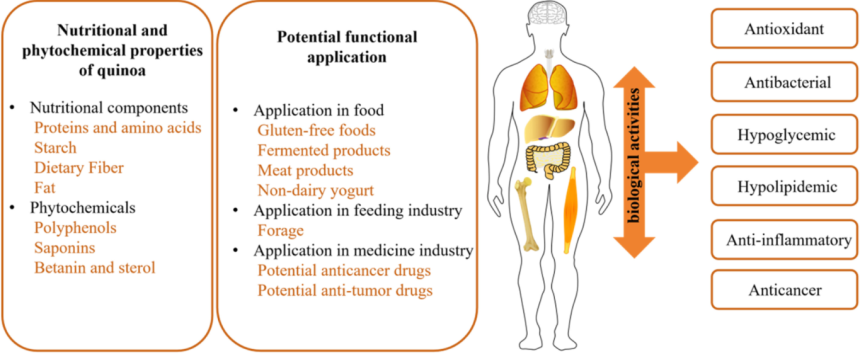 Gambar 2. Sifat nutrisi dan fitokimia, aplikasi dan aktivitas biologis.