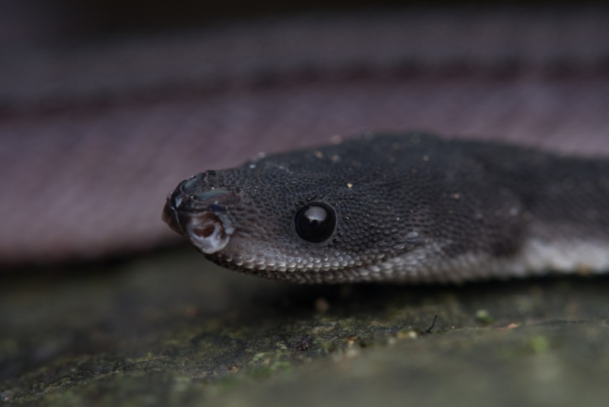 david_broek, iNaturalist